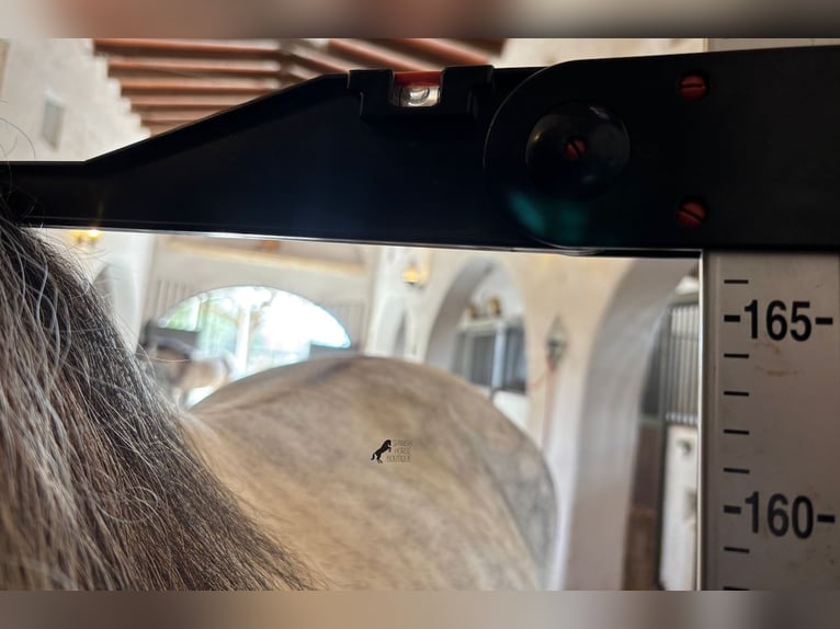 Andaluces Semental 5 años 167 cm Tordo in Mallorca