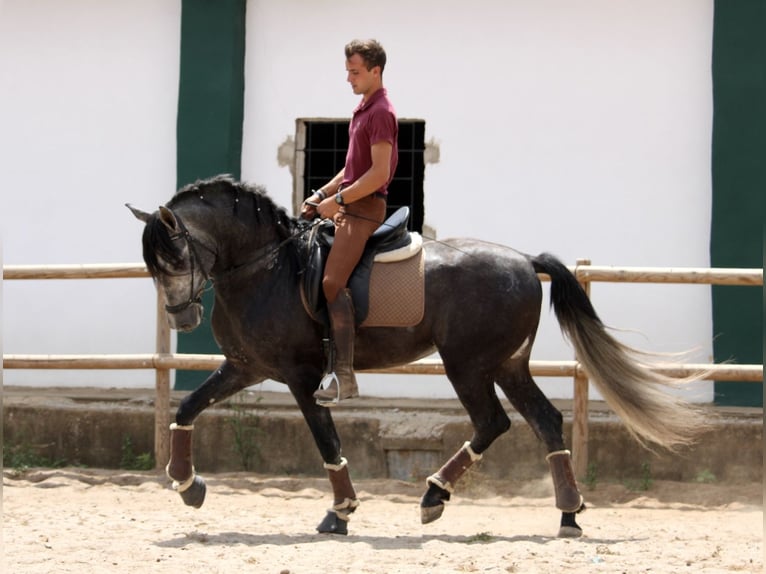 Andaluces Semental 5 años 167 cm Tordo in Valéncia