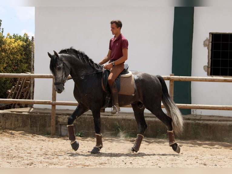 Andaluces Semental 5 años 167 cm Tordo in Valéncia