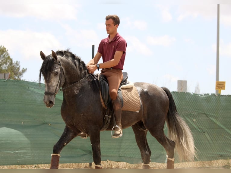 Andaluces Semental 5 años 167 cm Tordo in Valéncia