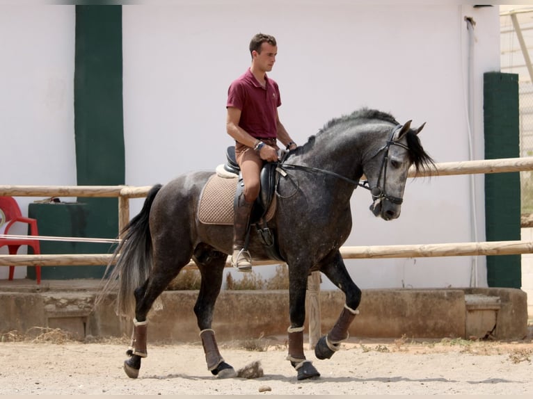 Andaluces Semental 5 años 167 cm Tordo in Valéncia