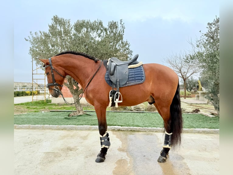 Andaluces Semental 5 años 168 cm Castaño in Ermelo