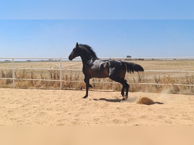 Andaluces Semental 5 años 168 cm Negro in Badajoz