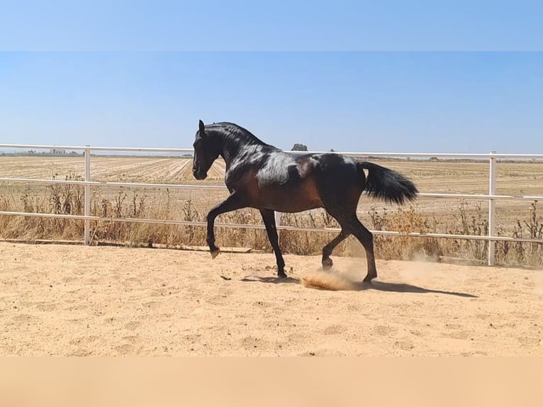 Andaluces Semental 5 años 168 cm Negro in Badajoz