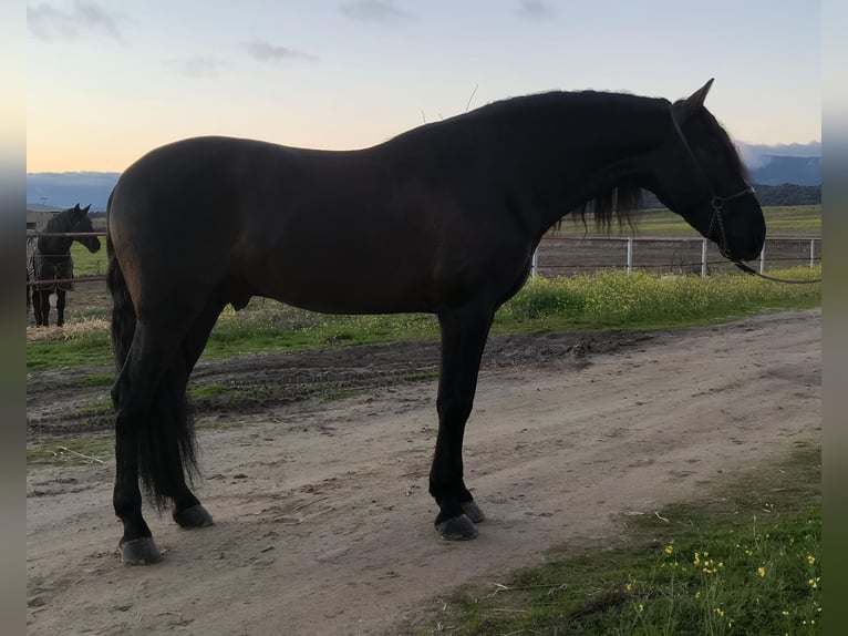 Andaluces Semental 5 años 169 cm Negro in Miajadas