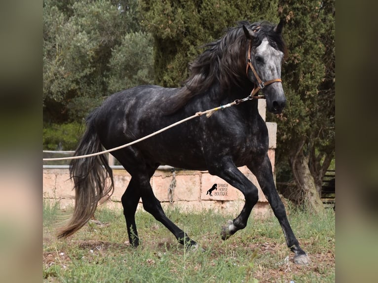 Andaluces Semental 5 años 169 cm Tordo in Mallorca