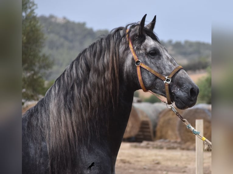 Andaluces Semental 5 años 169 cm Tordo in Mallorca