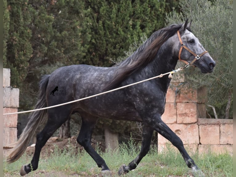 Andaluces Semental 5 años 169 cm Tordo in Mallorca