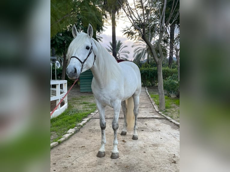 Andaluces Semental 5 años 169 cm White/Blanco in Ermelo