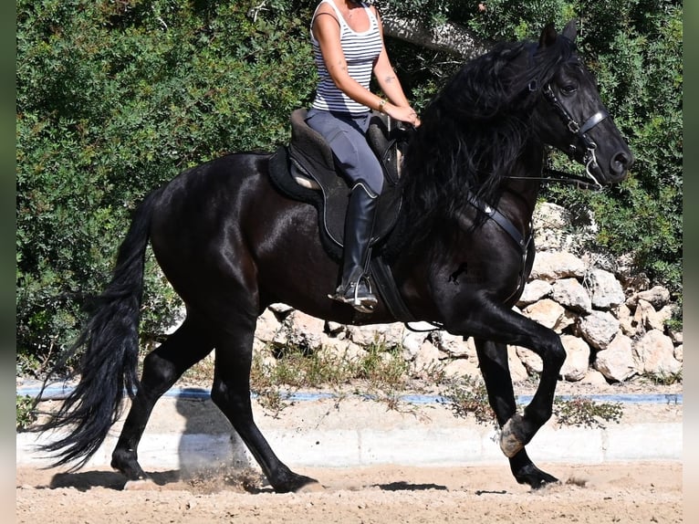 Andaluces Semental 5 años Negro in Menorca