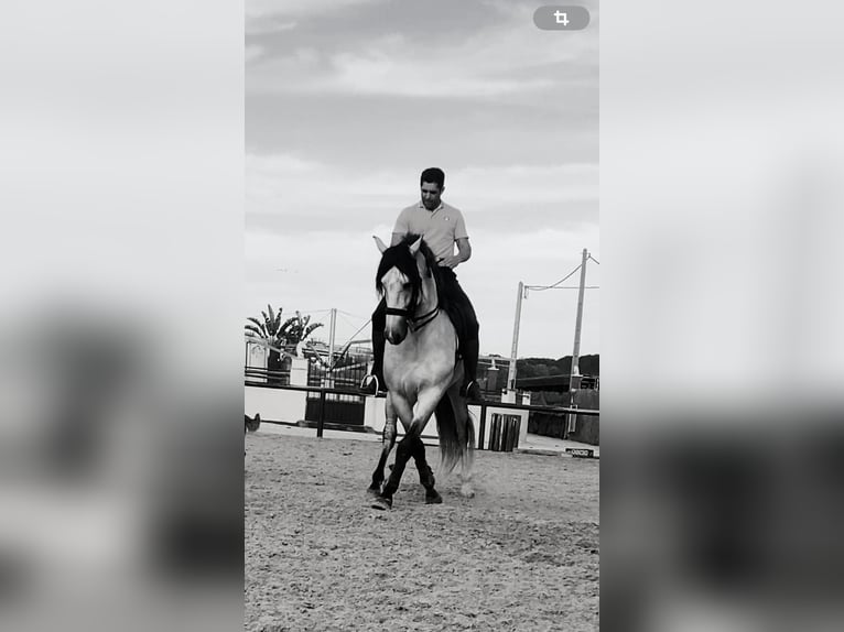 Andaluces Semental 5 años Tordo in Sanlucar De Barrameda