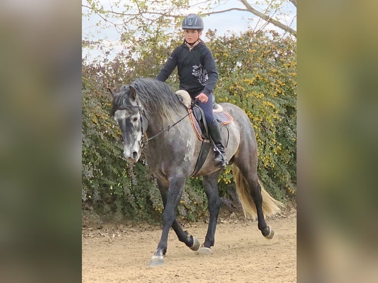 Andaluces Semental 6 años 155 cm Tordo rodado in Egerág