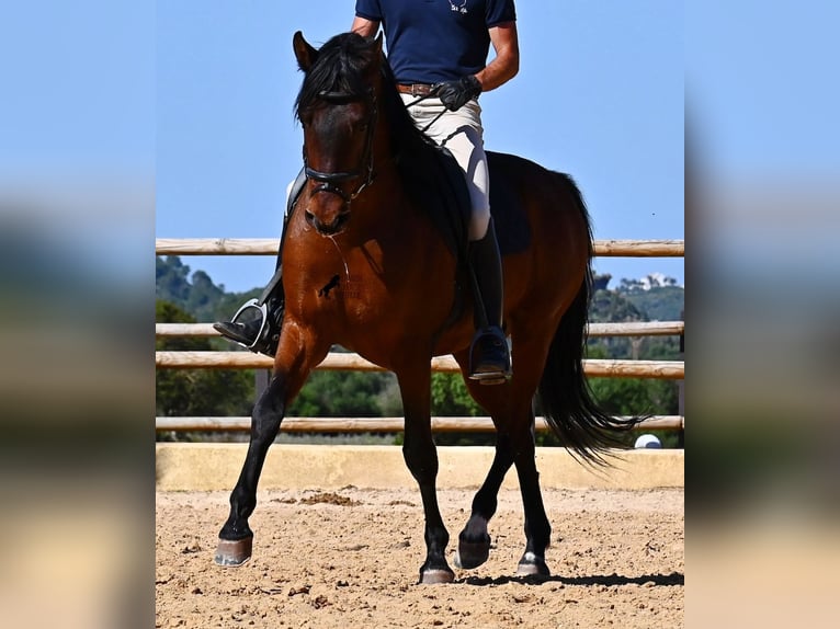 Andaluces Semental 6 años 157 cm Castaño in Menorca