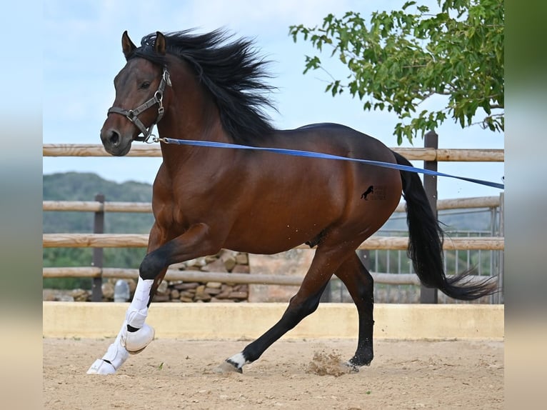 Andaluces Semental 6 años 157 cm Castaño in Menorca
