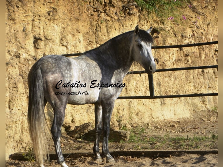 Andaluces Semental 6 años 157 cm Morcillo in Vejer de la Frontera