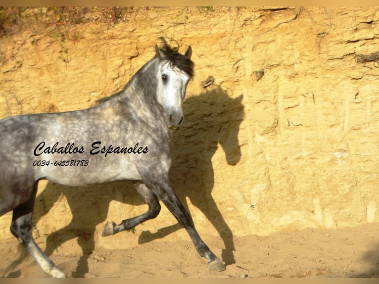 Andaluces Semental 6 años 157 cm Morcillo in Vejer de la Frontera