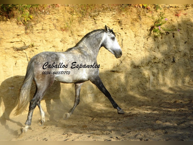 Andaluces Semental 6 años 157 cm Morcillo in Vejer de la Frontera