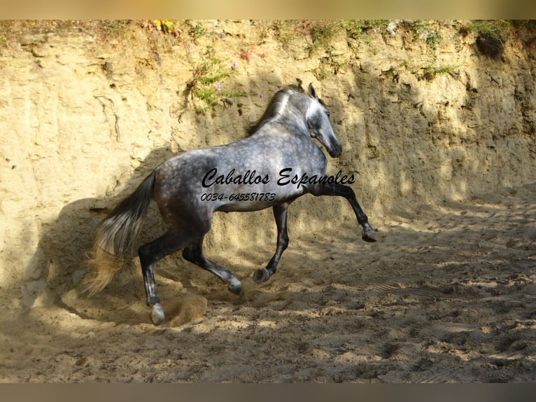 Andaluces Semental 6 años 157 cm Morcillo in Vejer de la Frontera