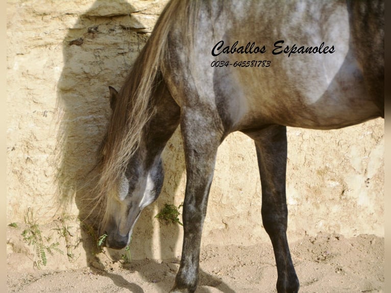 Andaluces Semental 6 años 157 cm Morcillo in Vejer de la Frontera