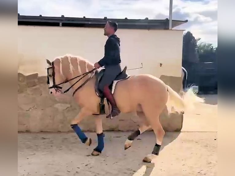Andaluces Semental 6 años 157 cm Palomino in Jerez