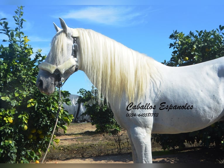 Andaluces Semental 6 años 157 cm Tordo in Vejer de la Frontera