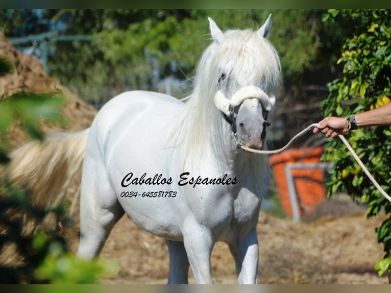 Andaluces Semental 6 años 157 cm Tordo in Vejer de la Frontera