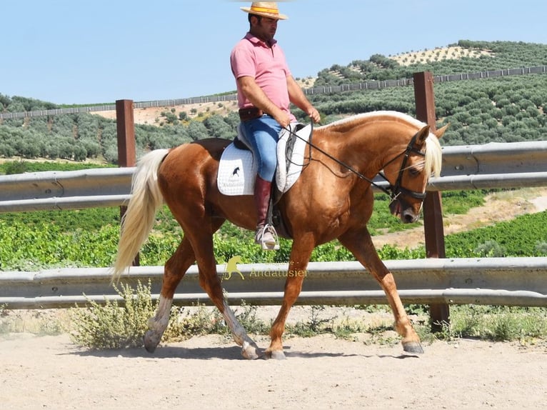 Andaluces Semental 6 años 158 cm Palomino in Provinz Cordoba