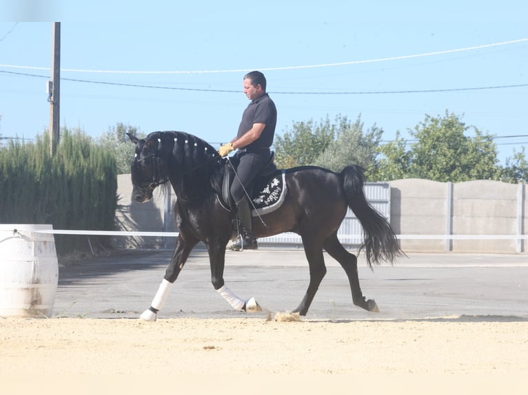Andaluces Semental 6 años 159 cm Negro in Jerez de la Frontera