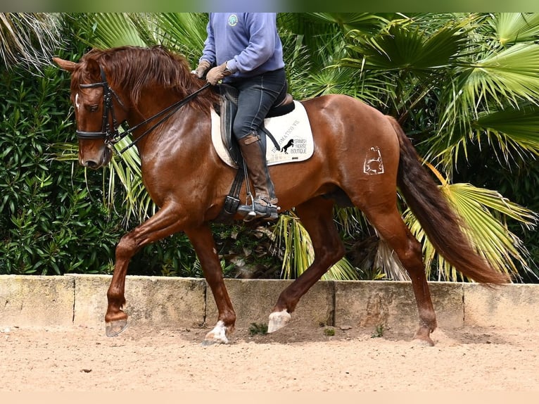 Andaluces Semental 6 años 160 cm Alazán in Mallorca