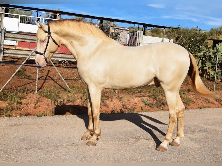 Andaluces Semental 6 años 160 cm Perla in Provinz Malaga