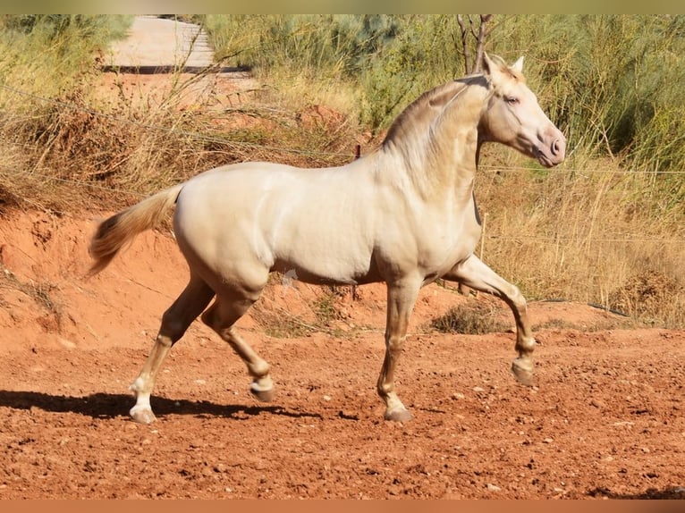 Andaluces Semental 6 años 160 cm Perla in Provinz Malaga