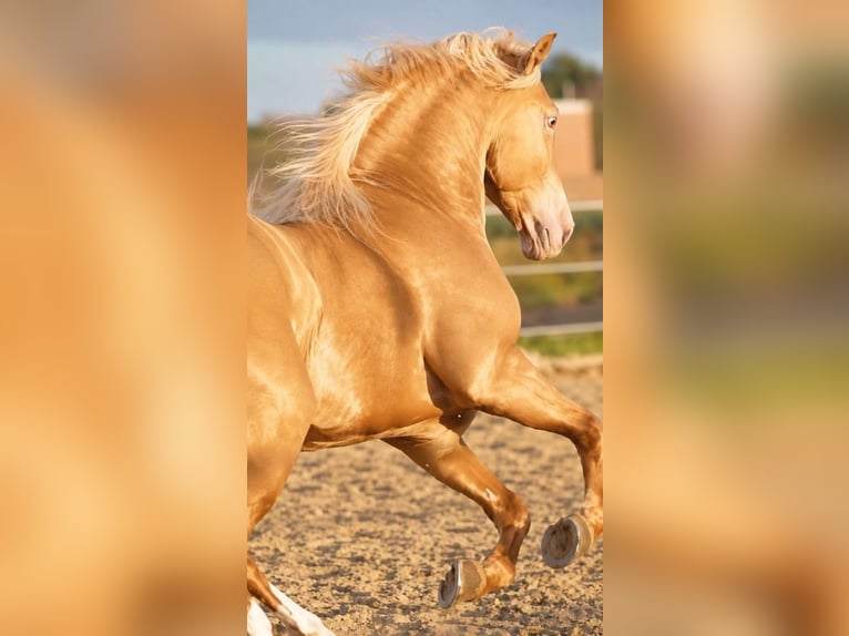 Andaluces Semental 6 años 161 cm Champán in Jerez
