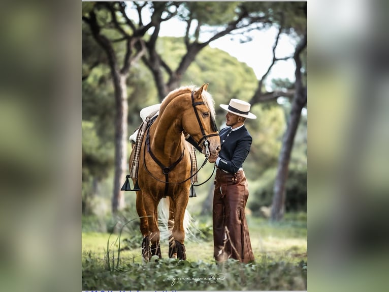 Andaluces Semental 6 años 161 cm Champán in Jerez