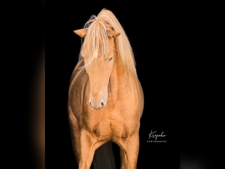 Andaluces Semental 6 años 161 cm Champán in Jerez