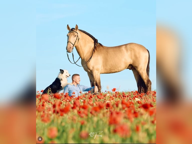 Andaluces Semental 6 años 162 cm Champán in Jerez
