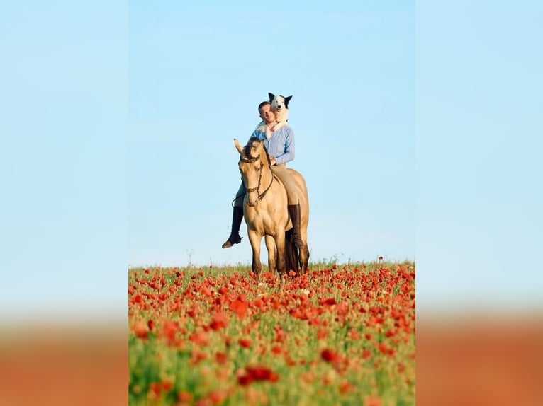 Andaluces Semental 6 años 162 cm Champán in Jerez