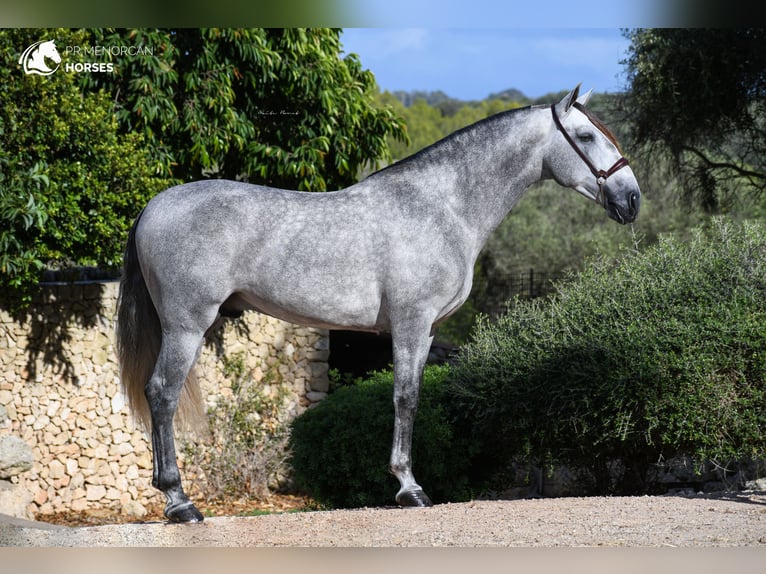 Andaluces Semental 6 años 162 cm Tordo in Menorca