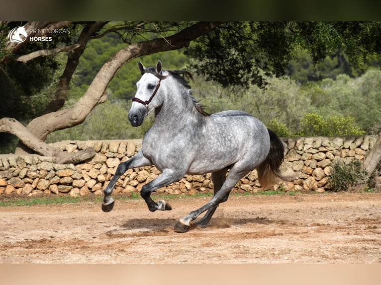 Andaluces Semental 6 años 162 cm Tordo in Menorca