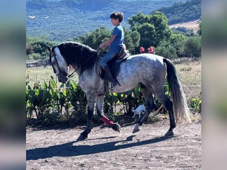 Andaluces Semental 6 años 162 cm Tordo rodado in Navalcan