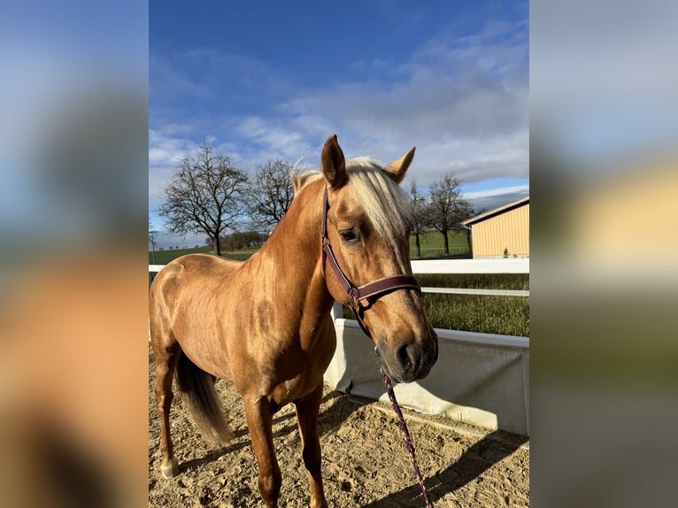 Andaluces Semental 6 años 163 cm Palomino in Schrozberg