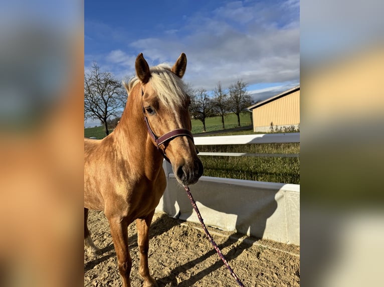 Andaluces Semental 6 años 163 cm Palomino in Schrozberg
