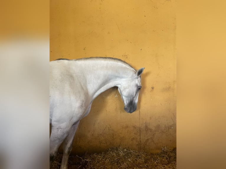 Andaluces Semental 6 años 164 cm Tordo in Malaga