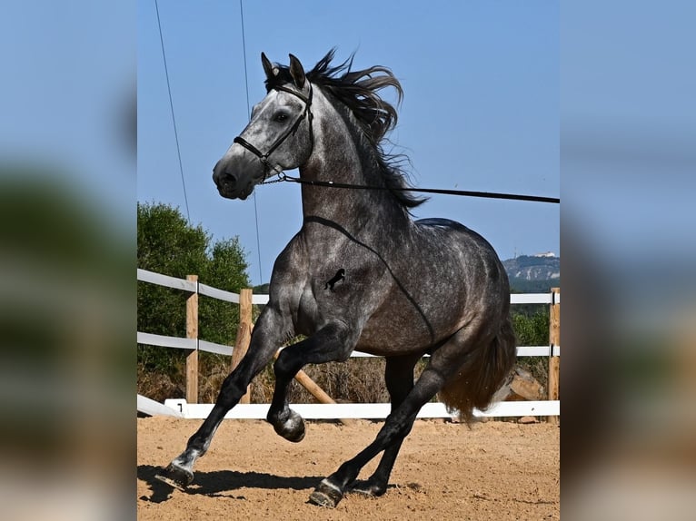 Andaluces Semental 6 años 165 cm Tordo in Menorca