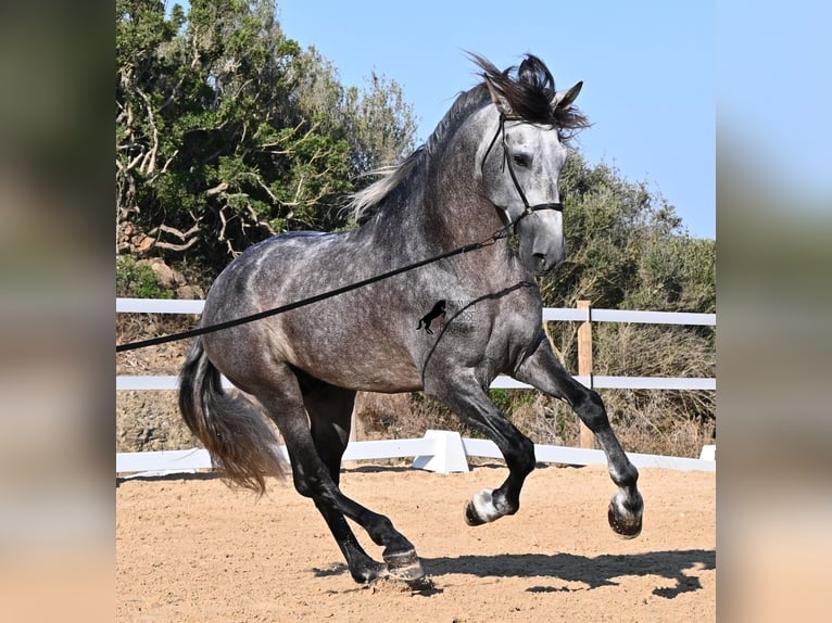Andaluces Semental 6 años 165 cm Tordo in Menorca
