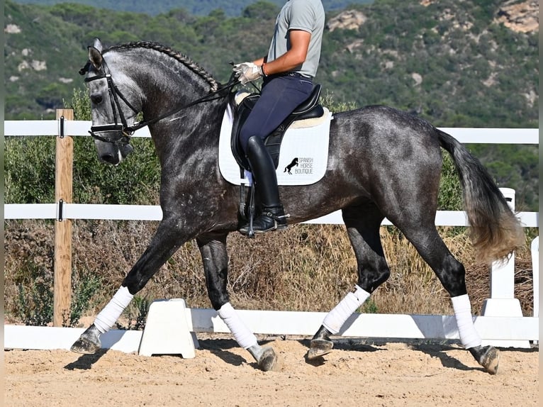 Andaluces Semental 6 años 165 cm Tordo in Menorca