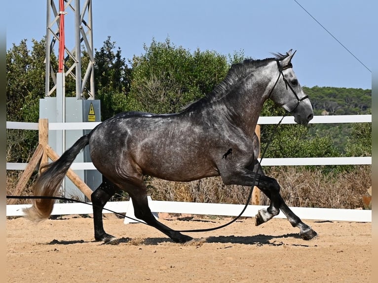 Andaluces Semental 6 años 165 cm Tordo in Menorca