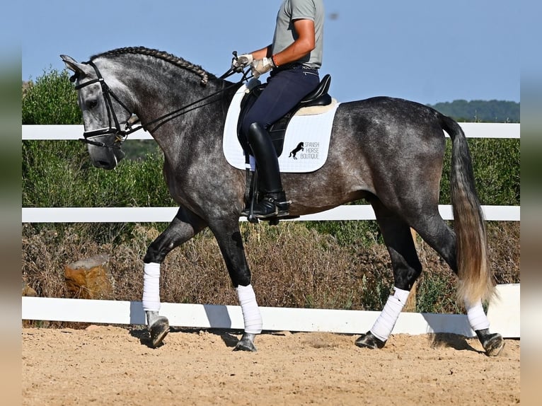 Andaluces Semental 6 años 165 cm Tordo in Menorca