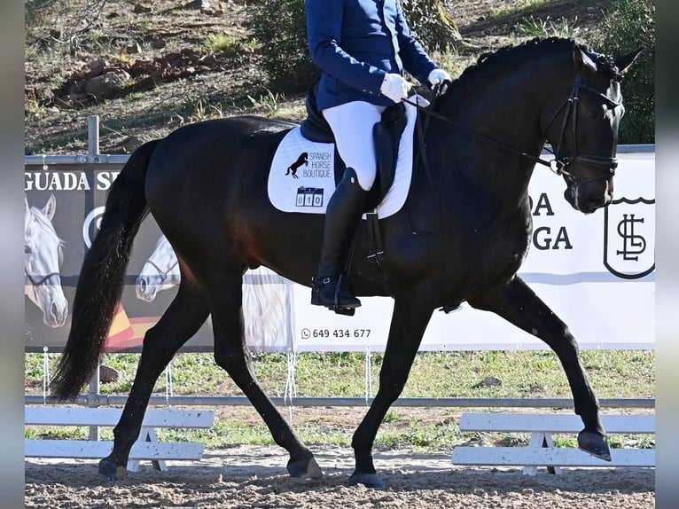 Andaluces Semental 6 años 167 cm Castaño oscuro in Waiblingen