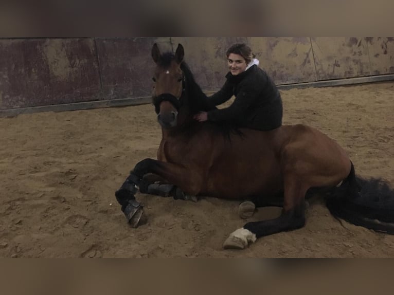 Andaluces Semental 6 años 168 cm Castaño in Roßdorf