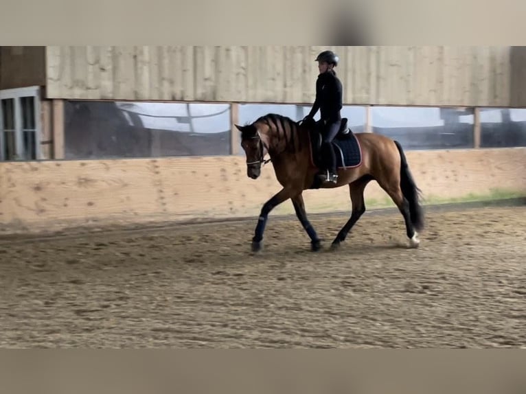 Andaluces Semental 6 años 168 cm Castaño in Roßdorf